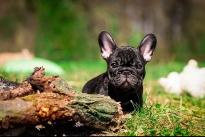 Koliko je francuski buldog štene?